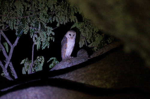 Eastern Barn Owl
