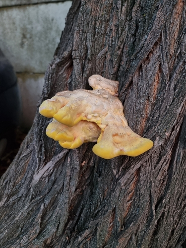 chicken of the woods