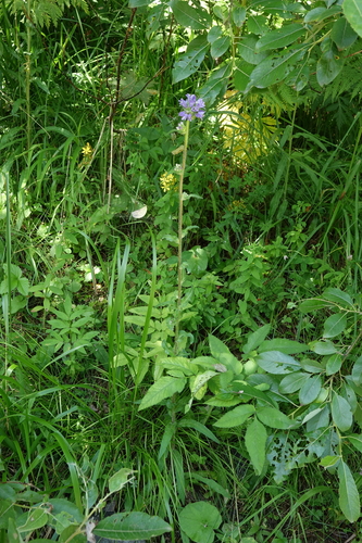 Campanula cervicaria, photograph 3