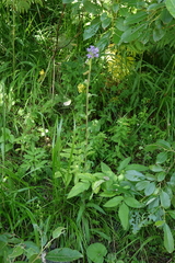 (c) Oleg Kosterin, some rights reserved (CC BY) Campanula cervicaria, photograph (c) Oleg Kosterin, some rights reserved (CC BY)