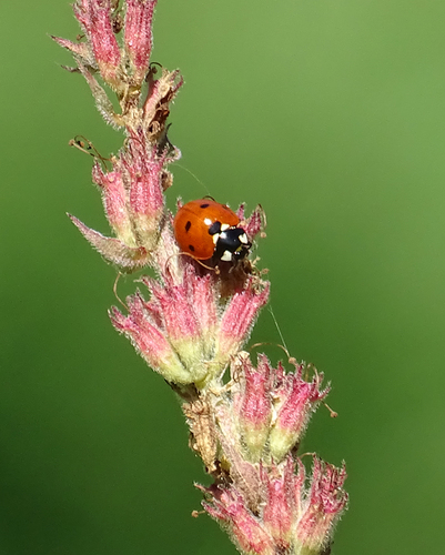 Seven-spotted Lady Beetle