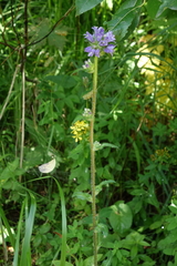 (c) Oleg Kosterin, some rights reserved (CC BY) Campanula cervicaria, photograph (c) Oleg Kosterin, some rights reserved (CC BY)