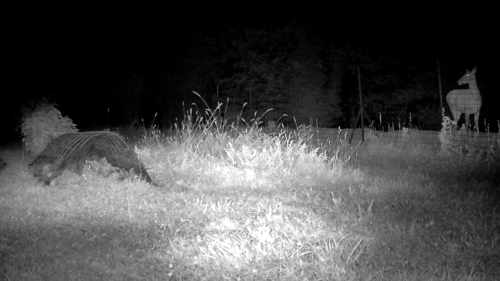 Red Deer