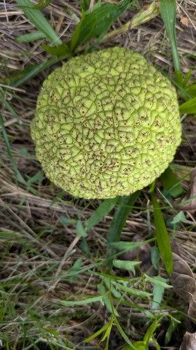 Osage-orange