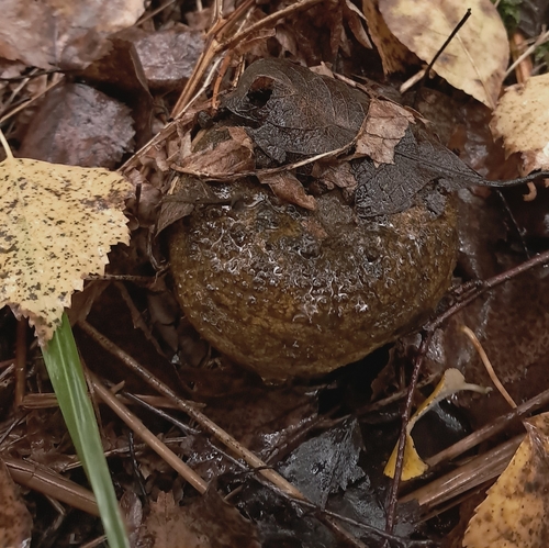 Ugly Milkcap