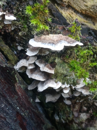 Smoky polypore