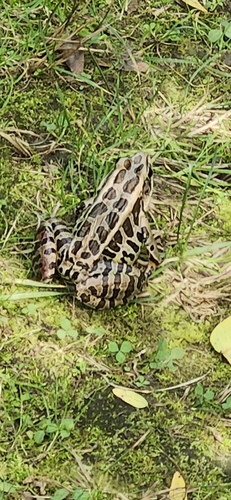 Pickerel Frog