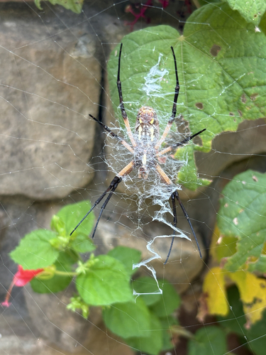 Featured image for “Yellow Garden Spider”