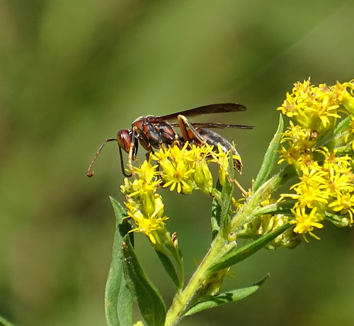 Metric Paper Wasp