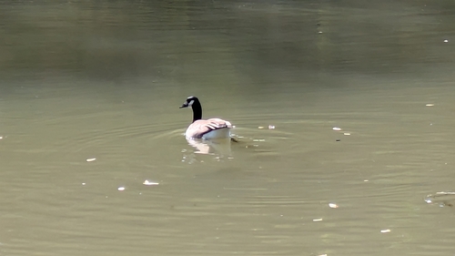 Canada Goose