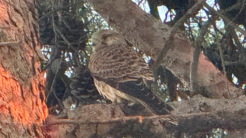 Eurasian Kestrel