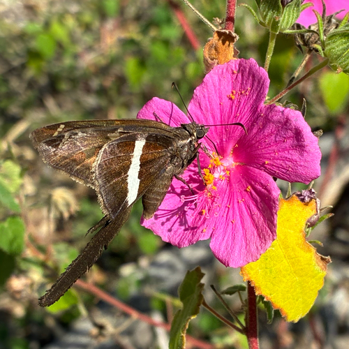 White-striped Longtail