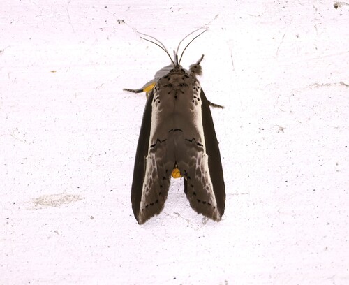 Ailanthus Defoliator