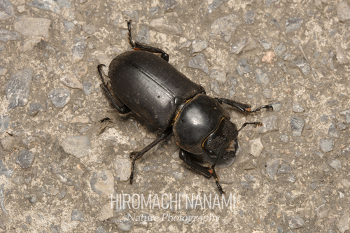 Dorcus davidis