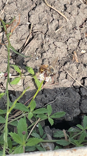 Western Honey Bee