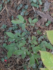 (c) Nick Kleinschmidt, some rights reserved (CC BY) Vaccinium myrtilloides, photograph (c) Nick Kleinschmidt, some rights reserved (CC BY)