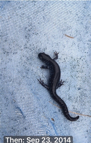 Blue-spotted Salamander