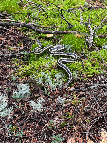 Common Garter Snake