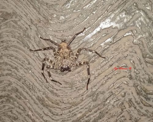 Selenops mexicanus