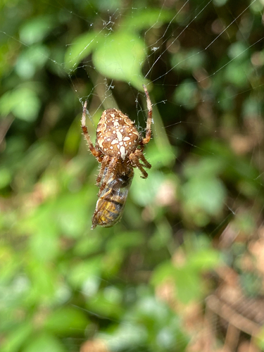 Cross Orbweaver