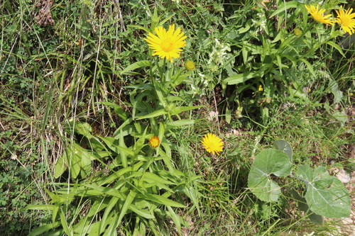 Buphthalmum salicifolium, photograph 2