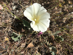Calystegia subacaulis subacaulis