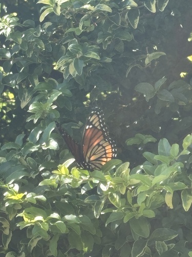 Viceroy