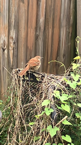 Brown Thrasher