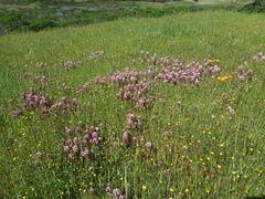 Castilleja densiflora densiflora