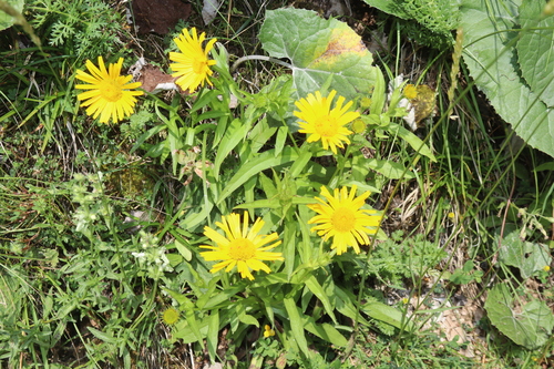 Buphthalmum salicifolium, photograph 4