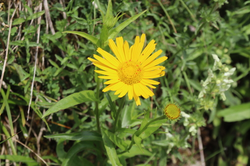 Buphthalmum salicifolium, photograph 3