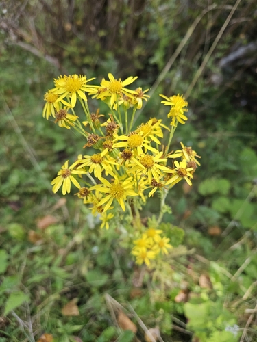 ragwort