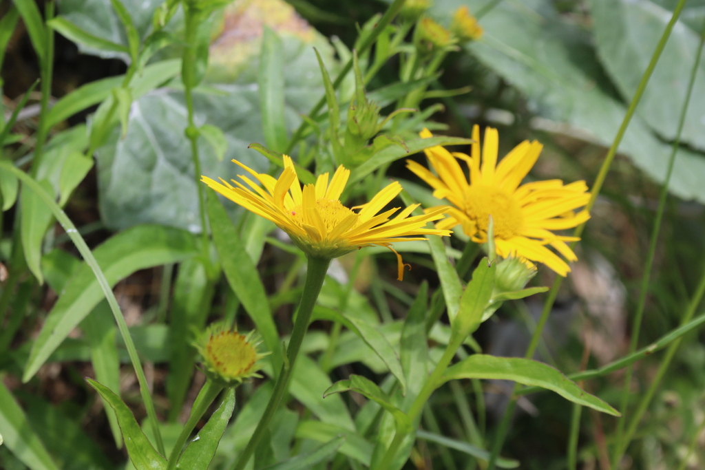 Buphthalmum salicifolium; photograph (c) Edmundas Greimas, some rights reserved (CC BY)
