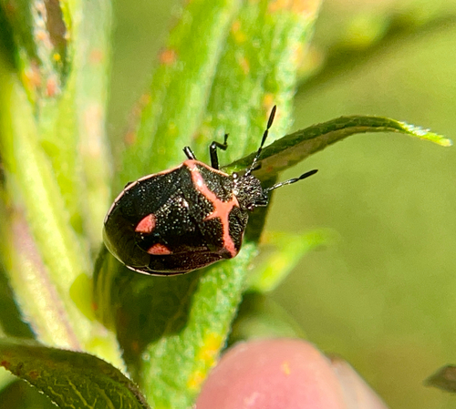 Twice-stabbed Stink Bug