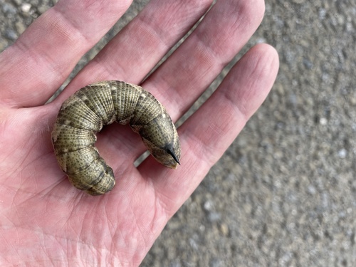 Convolvulus Hawkmoth