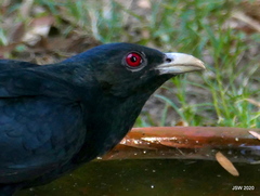 Eudynamys scolopaceus