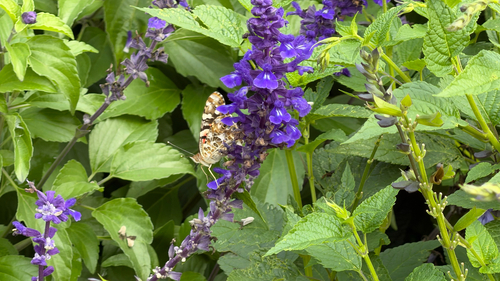 Painted Lady