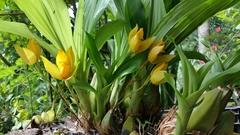 Lycaste aromatica