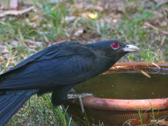 Eudynamys scolopaceus