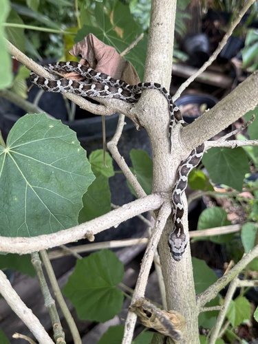 Western Ratsnake
