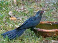 Eudynamys scolopaceus