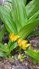 Lycaste aromatica