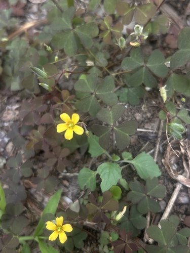 Creeping Woodsorrel