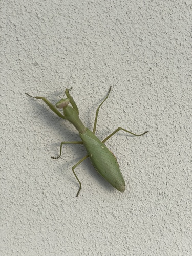 Transcaucasian Giant Mantis