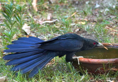 Eudynamys scolopaceus