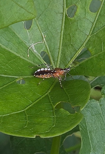 Ringed Assassin Bug