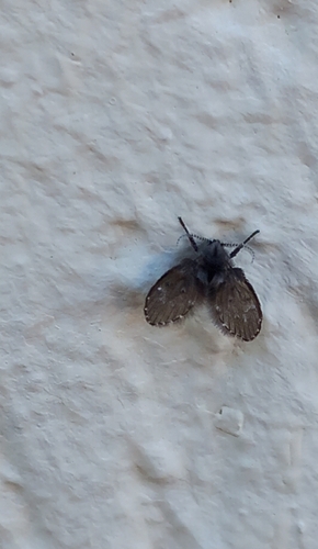 Bathroom Moth Fly