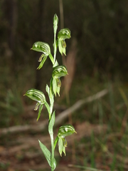 Pterostylis smaragdyna