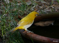 Zosterops palpebrosus