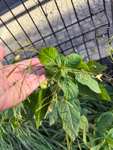 Impatiens parviflora, photograph 3